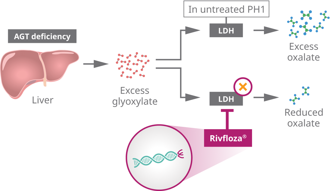 Rivfloza® mechanism of action illustration
